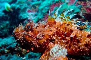 Amorgos Diving Center