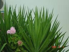 Iliaktida Apartments in Rapaniana Crete, Kreta