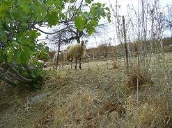 Katochori, Katohori, Crete, Kreta.