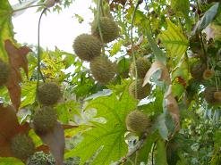 Katochori, Katohori, Crete, Kreta.