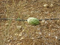 Kontopoula, Crete, Kreta.