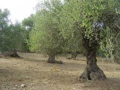 Kontopoula, Crete, Kreta.