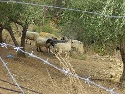 Kontopoula, Crete, Kreta.