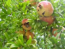 Koufos, Crete, Kreta.