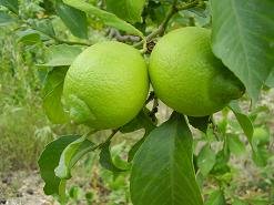 Koufos, Crete, Kreta.