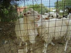 Megala Chorafia, Crete, Kreta.