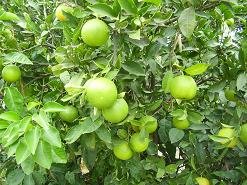 Tzitzifes, Crete, Kreta.