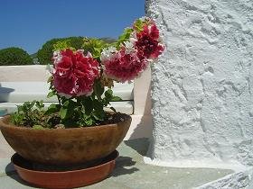 Paros, Parikia, Livadia Beach, Onar cafe
