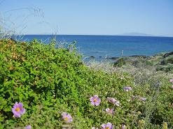 Makria Myti Beaches Paros