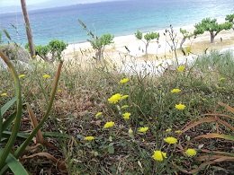 Evia Bouros beach