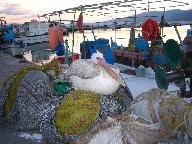 Pelican in Skala Kallonis harbour