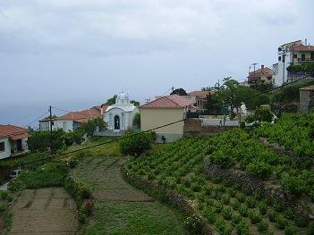 Samos, Ampelos