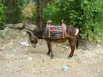 Samos, Ampelos