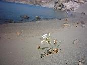 Flower on the beach of Agios Pavlos.