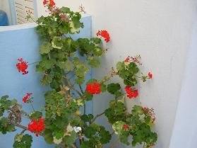 CretaSun Apartments Makrigialos, southeast Crete