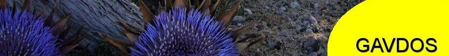 gavdos