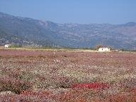 Plain near Skala Kallonis