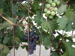 Lendas, Crete, Kreta.