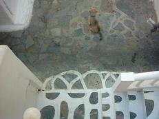 Hondje in Mykonos stad