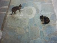 Pussycats in the streets of Mykonos town
