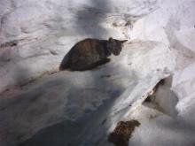 Another cat enjoying the sun