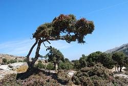 Ikaria