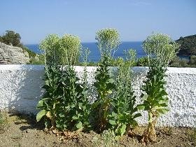 Samos, Ioannas Studios