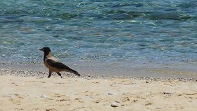 Iraklia, Agios Georgios beach