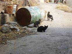 Agios Konstantinos, Crete, Kreta