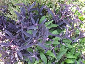 Almirida, Crete, Kreta