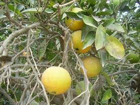 Armeni, Kreta, Crete.