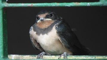 Chania, Kreta, Crete