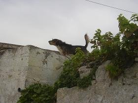 Kalamitsi, Apokoronas, Kreta, Crete