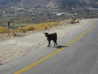 Kares & Amoudari, Kreta, Crete.