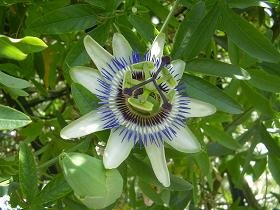 Ariana's Place, Kastelli Kissamos, Kreta, Crete