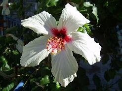 Het dorp Kasteli op Kreta, the village of Kasteli on Crete.