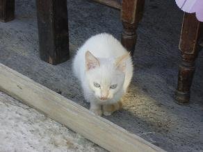 Lambros Taverna Kreta, Crete, Tertsa