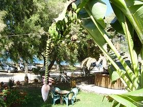 Nopigia, Taverne Caf� Porto Alegre, Crete.