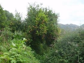 Polyrrinia, Polirinia, Polyrrhenia, Polirrinia, Crete, Kreta.