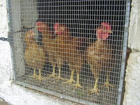 Polyrrinia, Polirinia, Polyrrhenia, Polirrinia, Crete, Kreta.