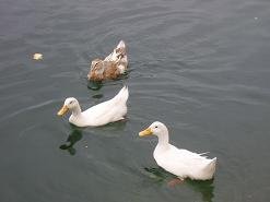 Sisi, Sissi, Epano Sisi, Kreta, Crete