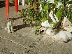 Kreta, Crete, Tertsa, Mirtos