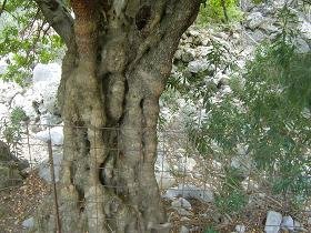 Tsichliano Gorge, Crete, Tsichliano kloof, Kreta.