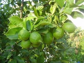 Villa Atlantis, Plaka, Almyrida Beach, Apokoronas, Kreta, Crete