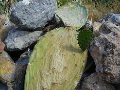 Vrisses, Vrises, Vryses, Crete, Kreta