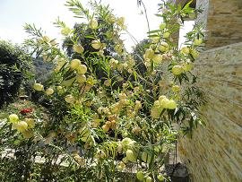 Bampiolos, Crete, Kreta.