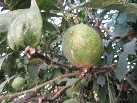 Patelari, Crete, Kreta.