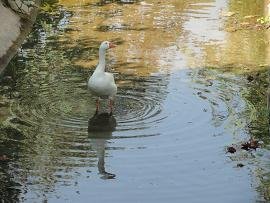 Patelari, Crete, Kreta.