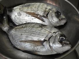 Akrogialos Fish Taverna, Korfalonas beach, Kissamos, Crete, Kreta