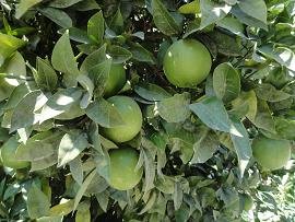 Timpaki or Timbaki, Crete, Timpaki Kreta